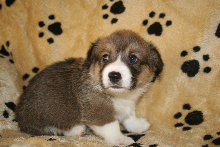 Puppies